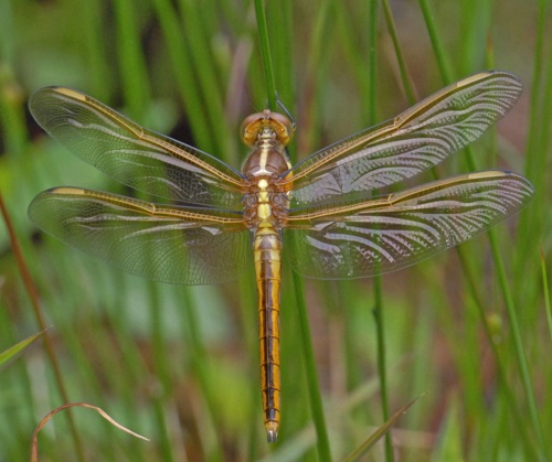 Male, teneral
2012_04_27_Fannin